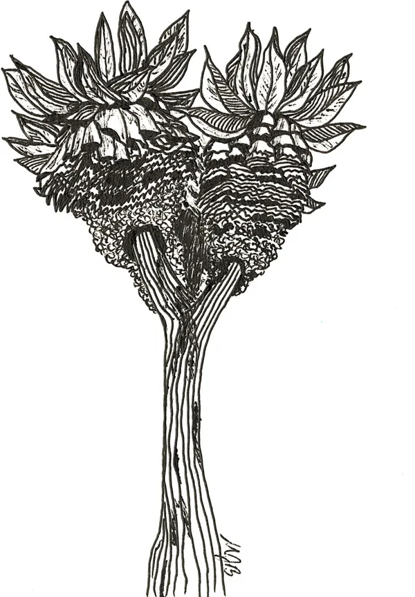 Giant Groundsel Kilimanjari