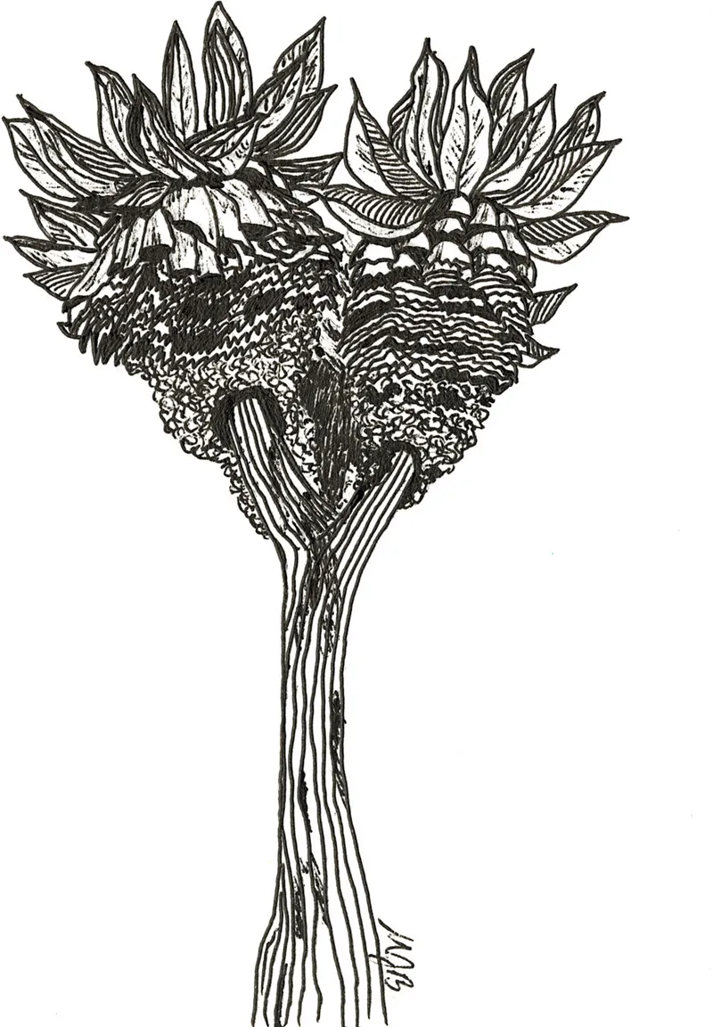 Giant Groundsel Kilimanjari