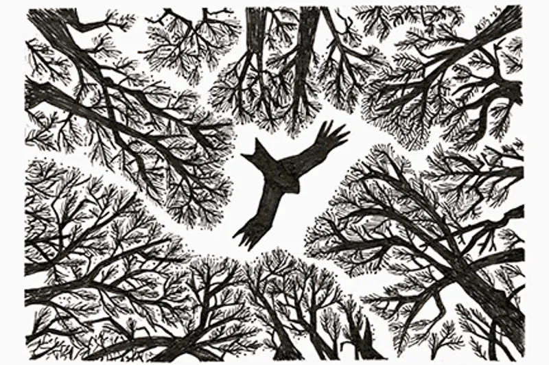 Hawk